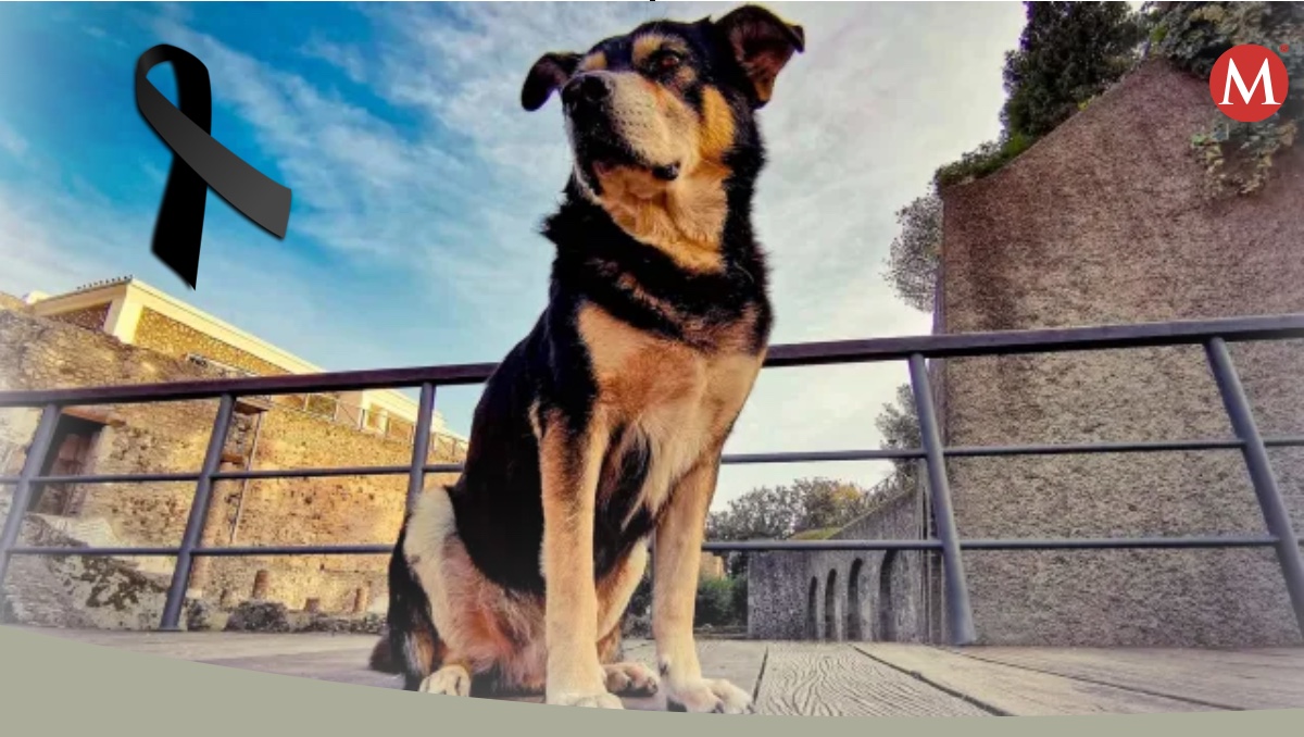muere 'argo', el último perro vagabundo de pompeya
