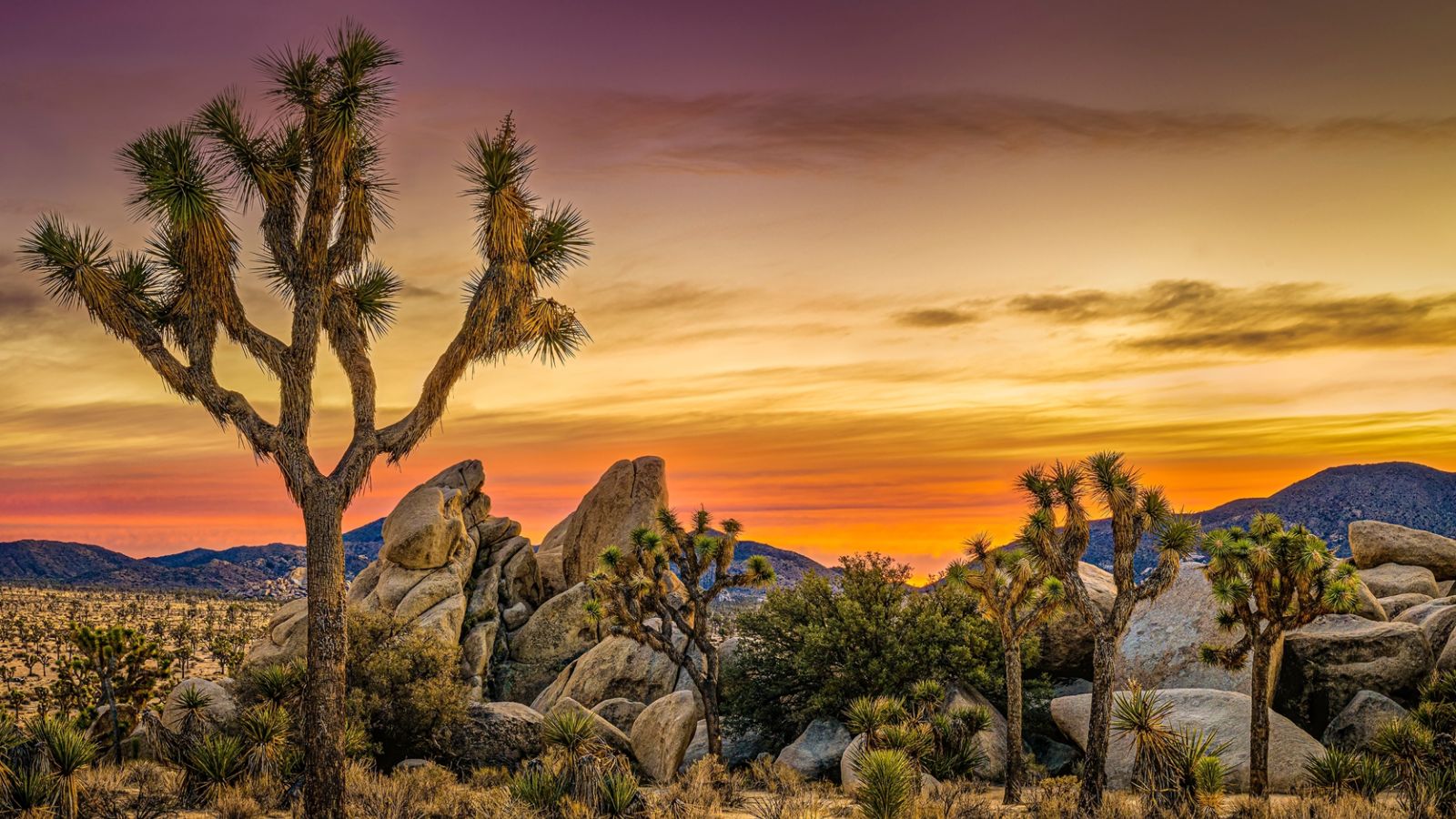 <p>Anyone who’s wondering what’s so special about <a href="https://www.topuniversities.com/where-to-study/north-america/united-states/six-reasons-why-you-should-visit-joshua-tree-national-park#:~:text=These%20Joshua%20trees%20are%20actually,t%20be%20matched%20anywhere%20else.">Joshua Tree National Park</a> should read up on its history or why it’s recommended to visit the place. From the Yucca trees themselves to the park, its wide variety of wildlife, and the nighttime star-spangled sky, what more could you ask for?</p>