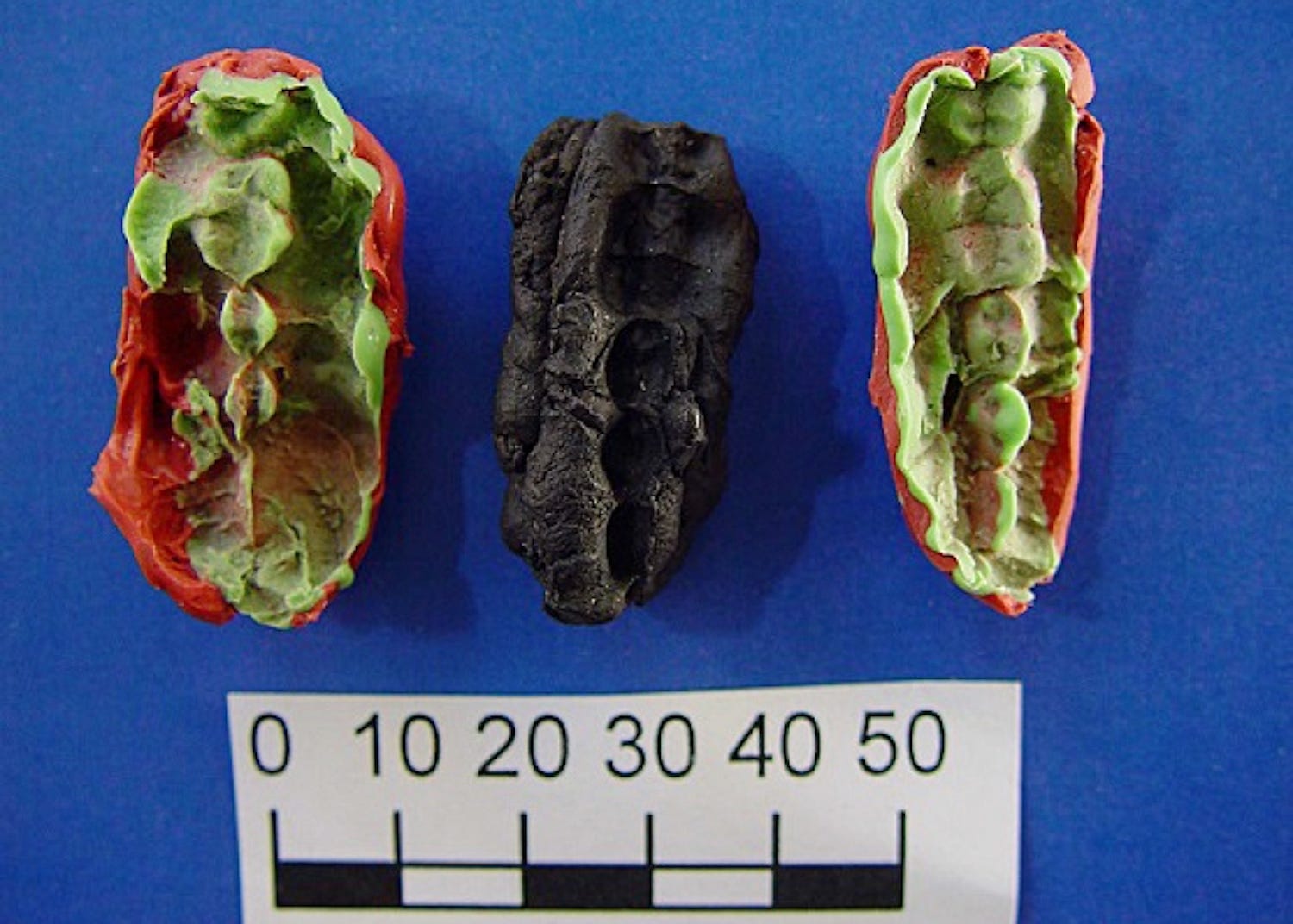 10.000 jahre altes kaugummi steckt voller hinweise darauf, was steinzeit-teenager aßen