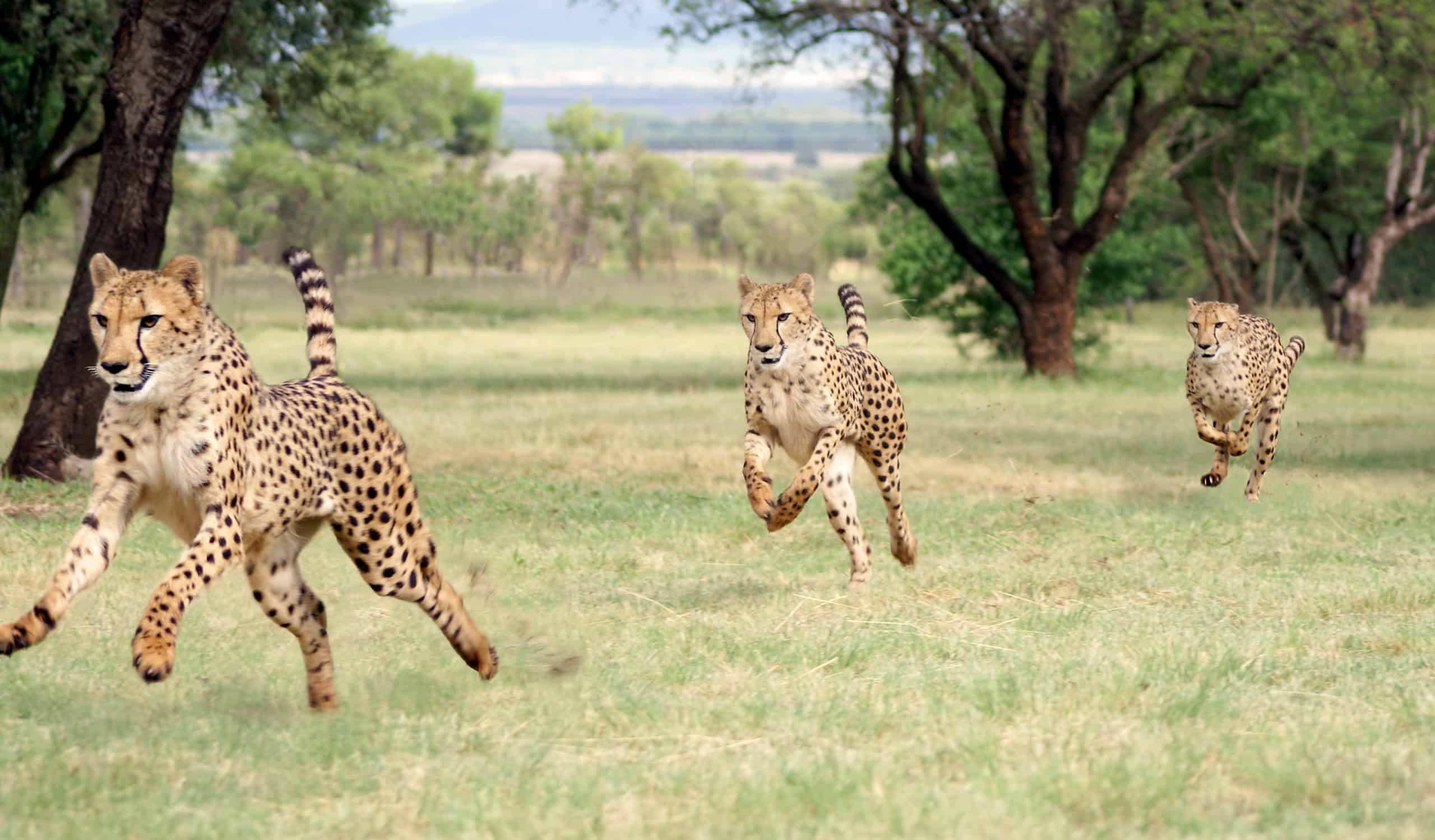 Male Vs Female Cheetahs: 8 Key Differences