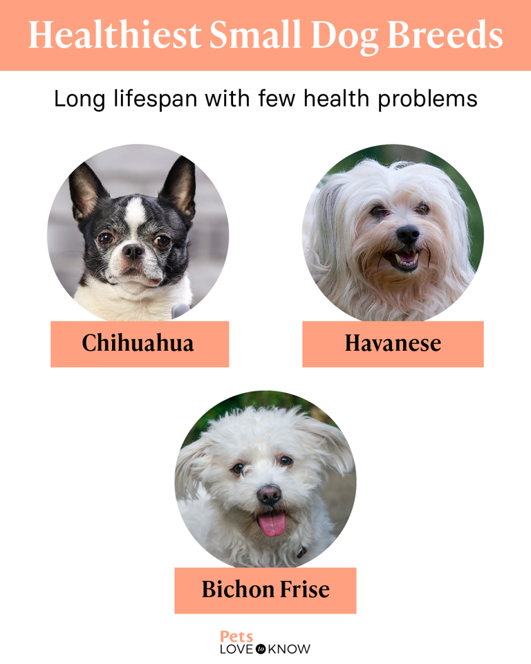 Healthy dog breeds small best sale