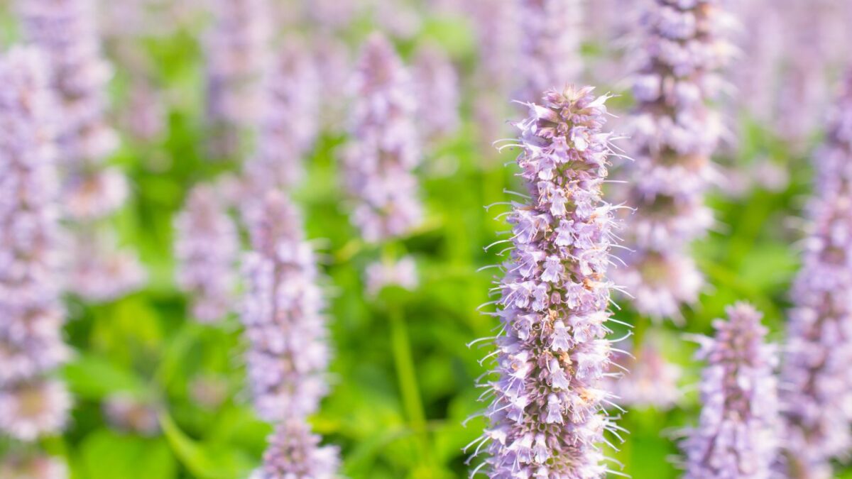 9 Plants With Flowers That Look Like Lavender