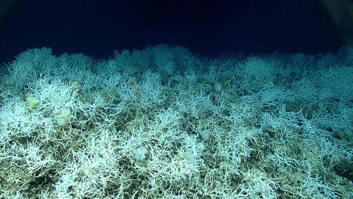 a record-sized deep sea coral reef was mapped in the atlantic, and it's breathtaking