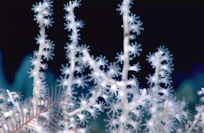a record-sized deep sea coral reef was mapped in the atlantic, and it's breathtaking