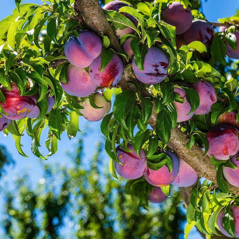 The 18 Best Fruit Trees to Grow in Your Garden