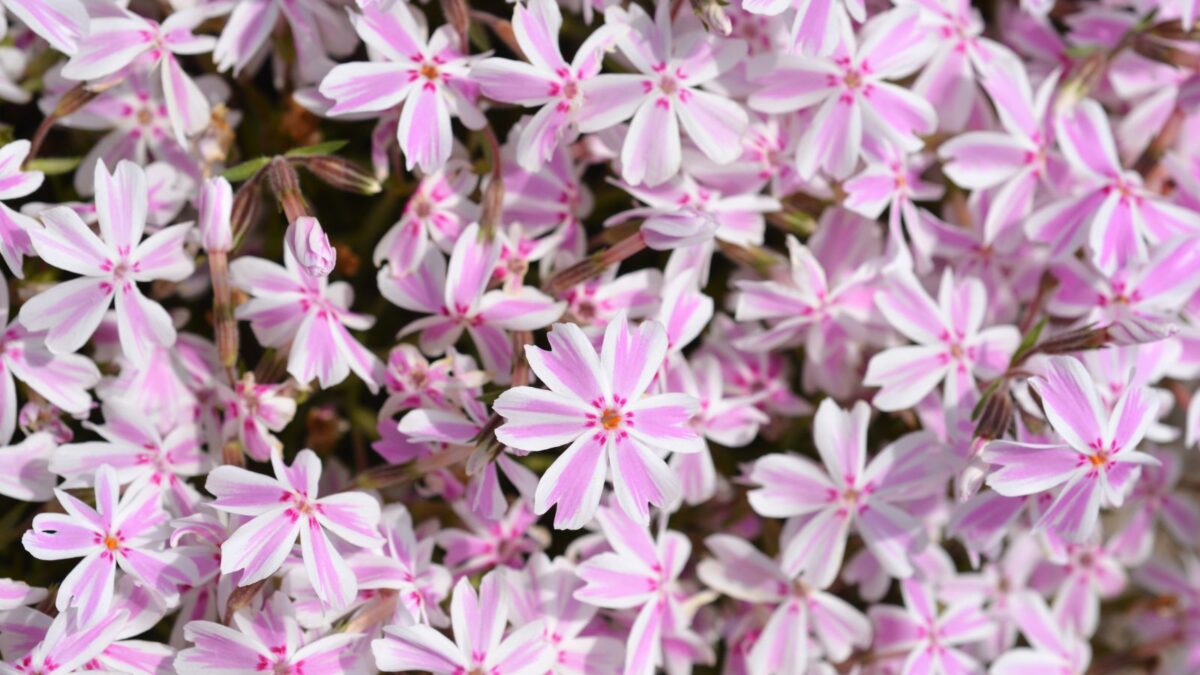 10 Low-maintenance Ground Cover Plants For Slopes