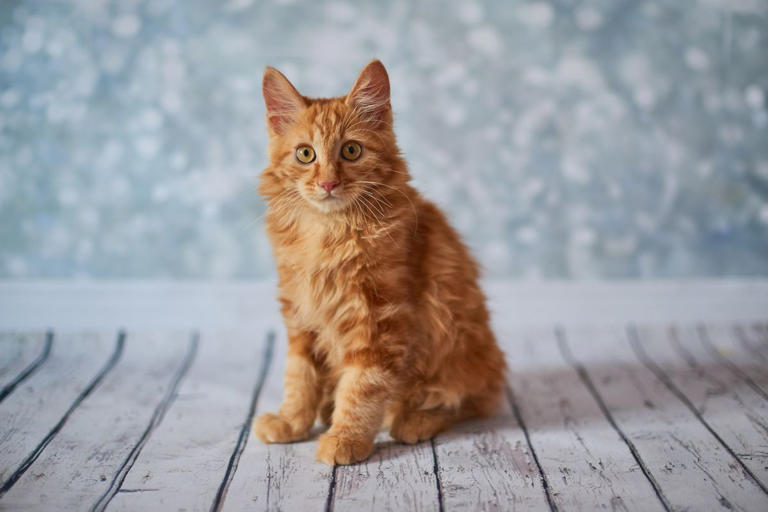 These are the most popular orange cat breeds