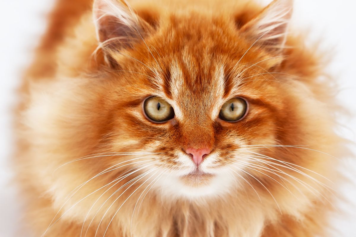 These Are the Most Popular Orange Cat Breeds