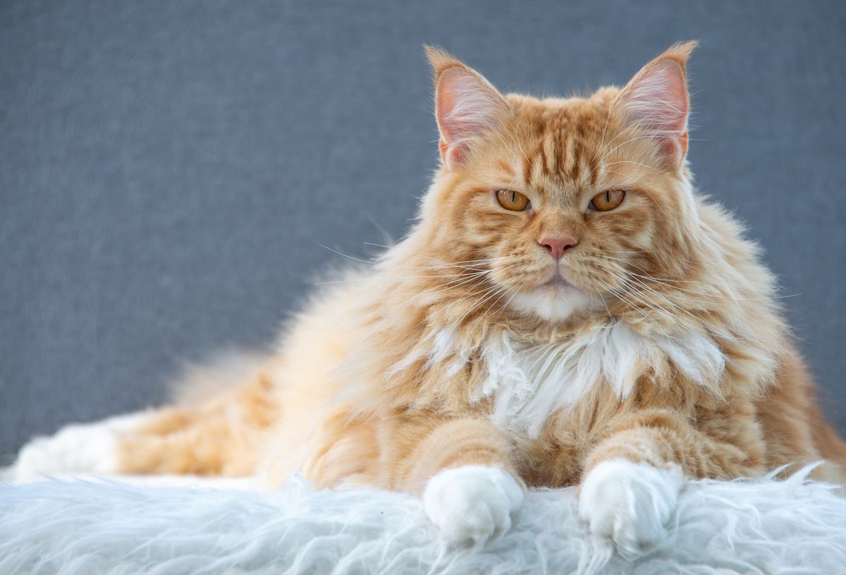 These Are the Most Popular Orange Cat Breeds