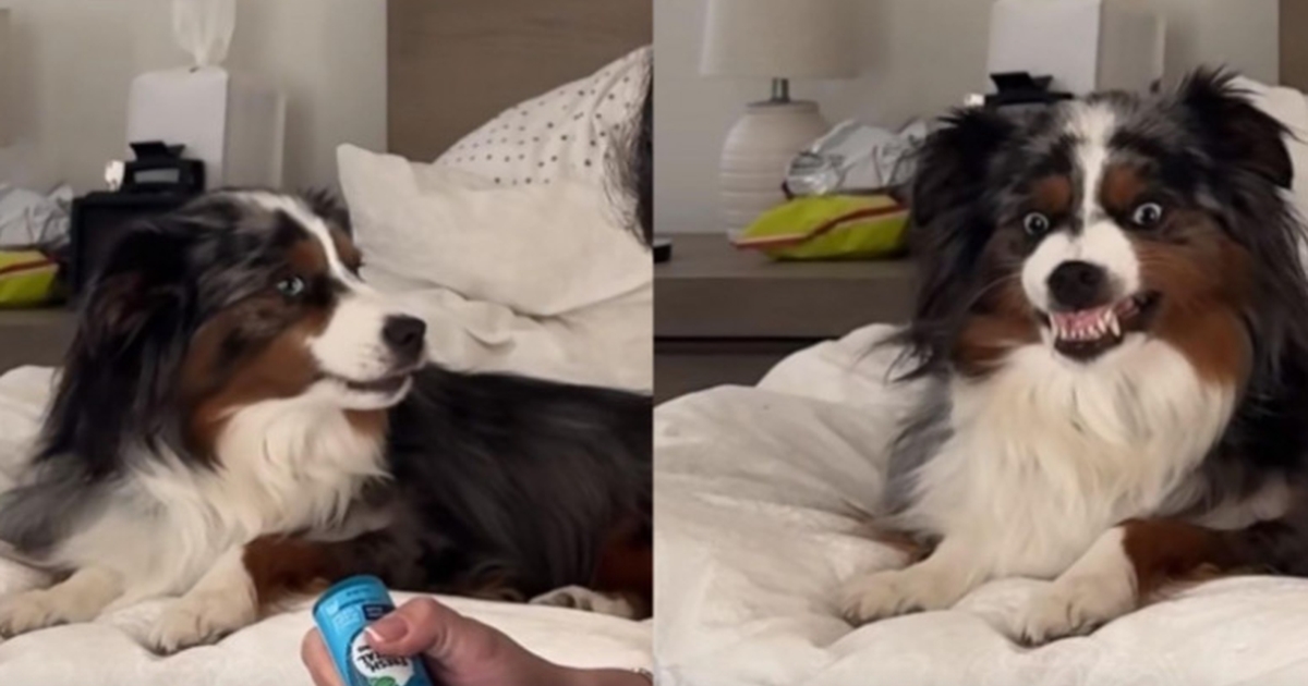 video: die urkomische reaktion eines hundes, wenn sein besitzer seine zähne putzt