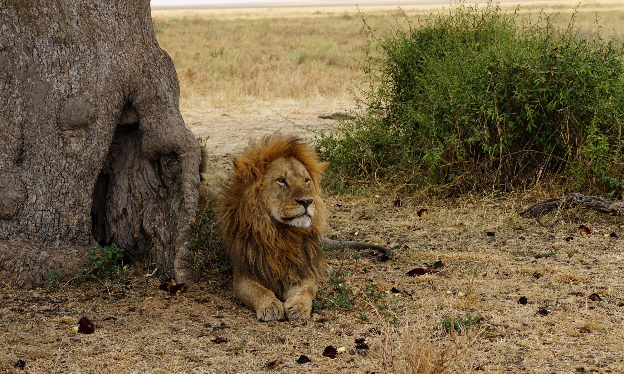 how invasive ants are impeding lions’ hunt