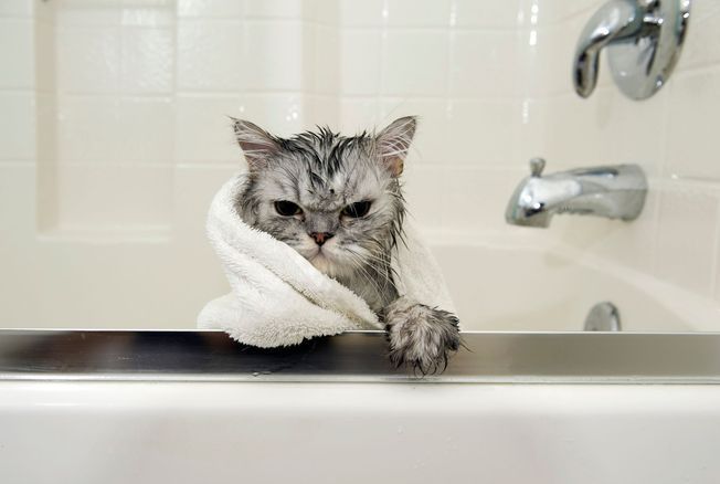 faut-il laver son chat ?
