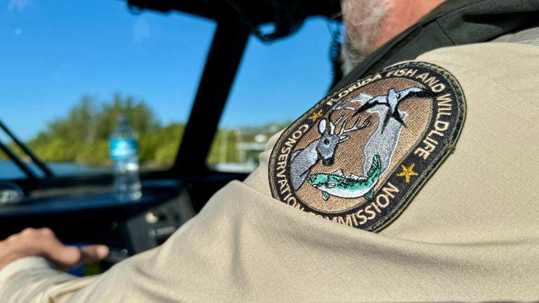 Manatee found dead in Largo waterway; FWC investigating