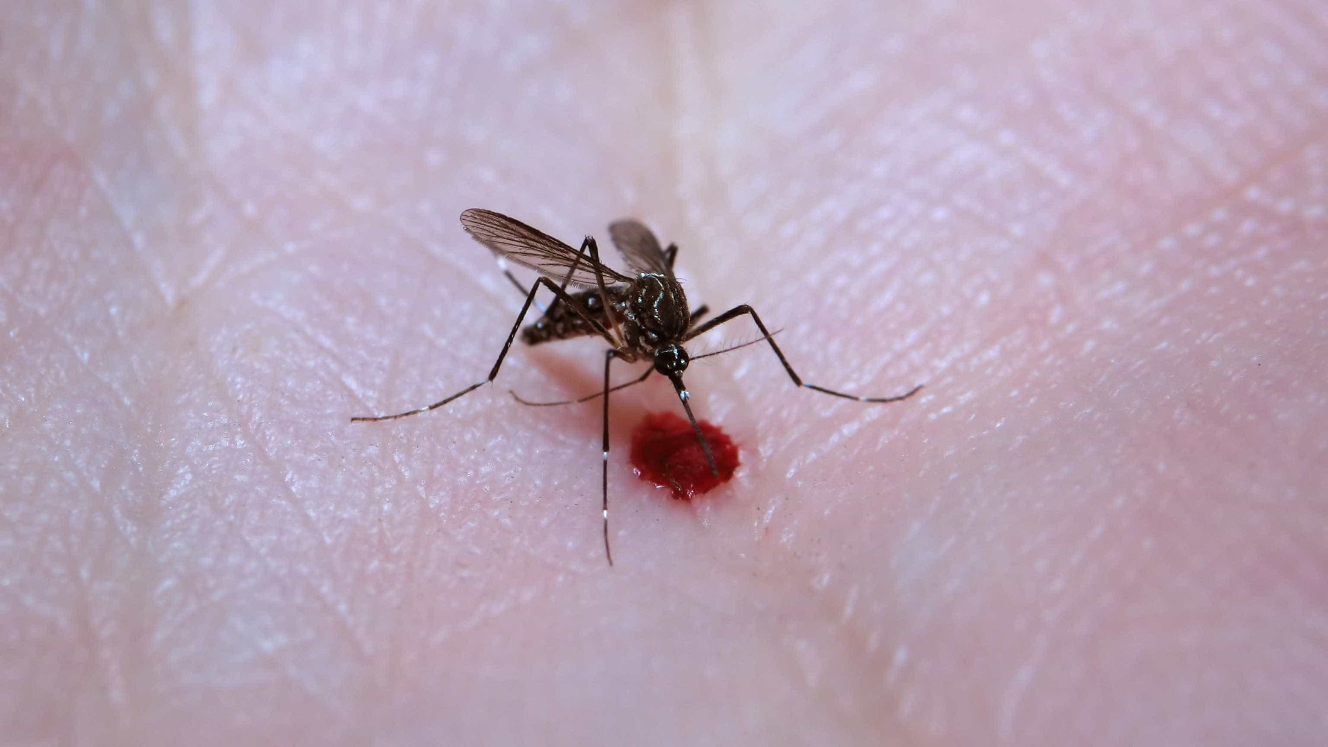 diagnóstico precoce é fundamental para evitar complicações da dengue