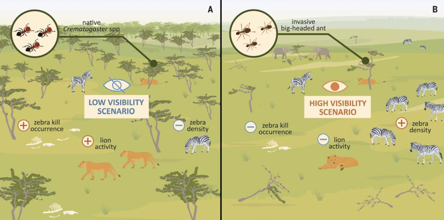 how an army of big-headed ants saved zebras from hungry lions in kenya