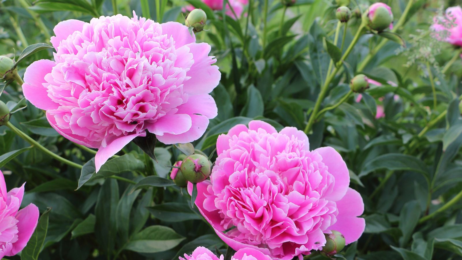 25 Stunning Pink Perennials for a Low-Maintenance Garden That Blooms ...