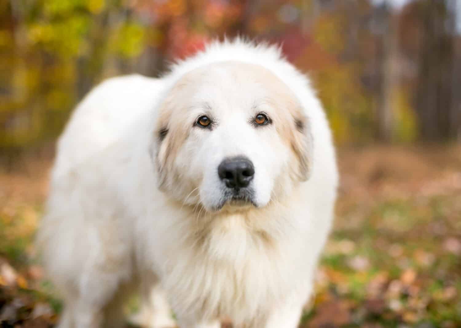 Great Pyrenees Grooming Guide How to Properly Groom a Great Pyrenees