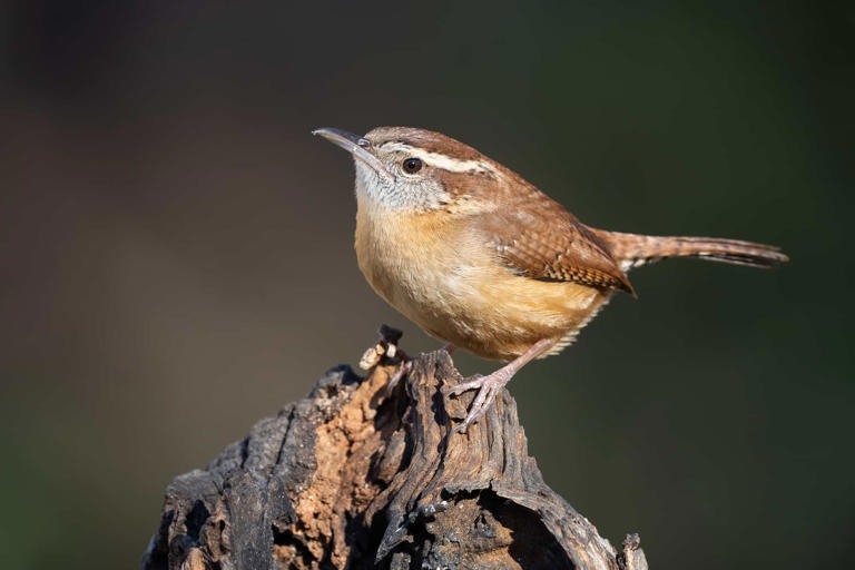 6 Wrens in Tennessee: Exploring Their Natural Habitat