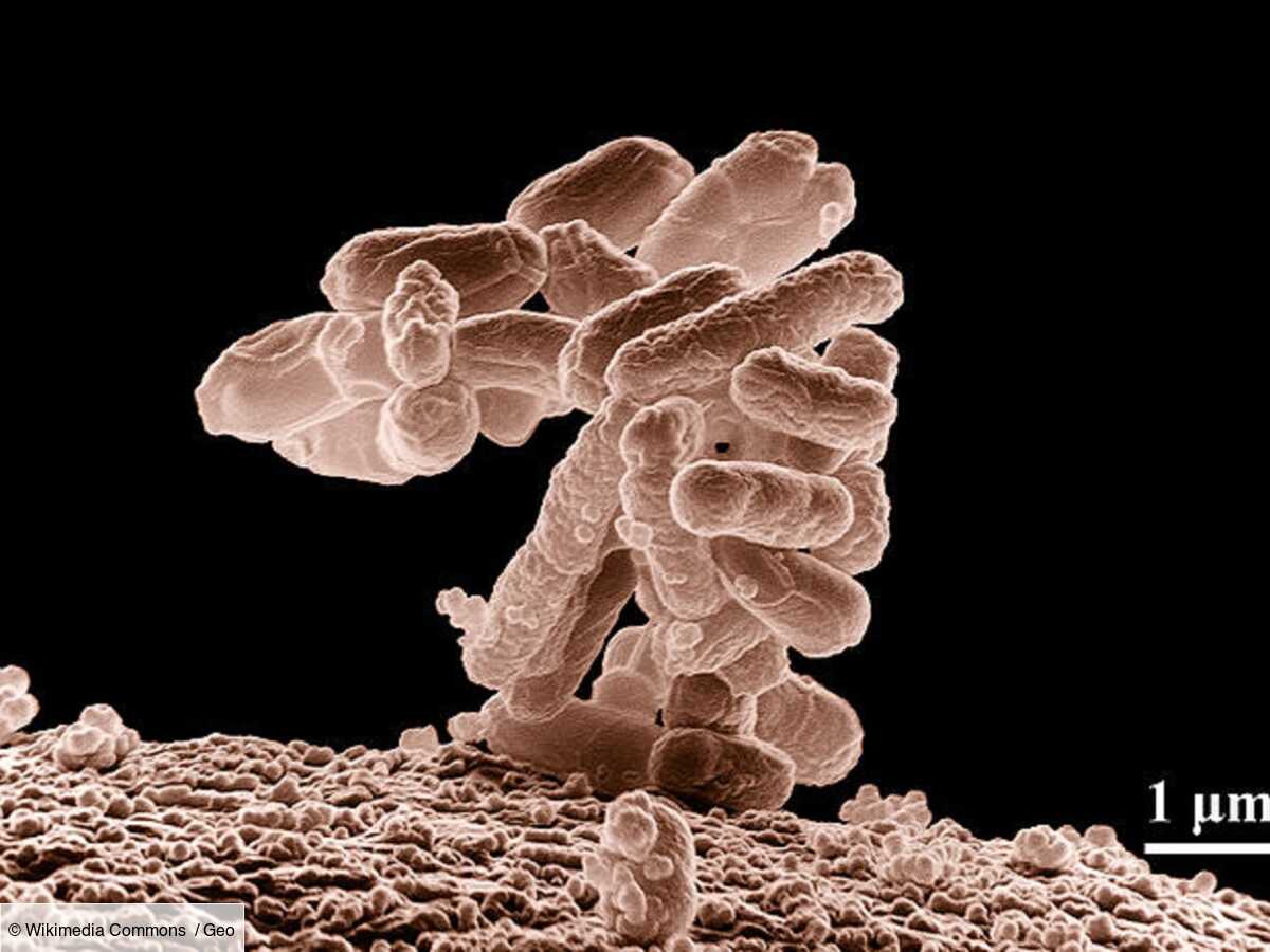 un microbe de la même famille que celui provoquant la syphilis retrouvé dans des squelettes vieux de 2 000 ans au brésil