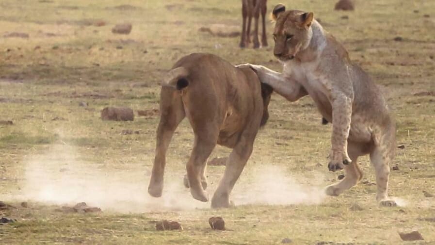 der grund sind ameisen: löwen jagen in kenia weniger zebras und mehr büffel