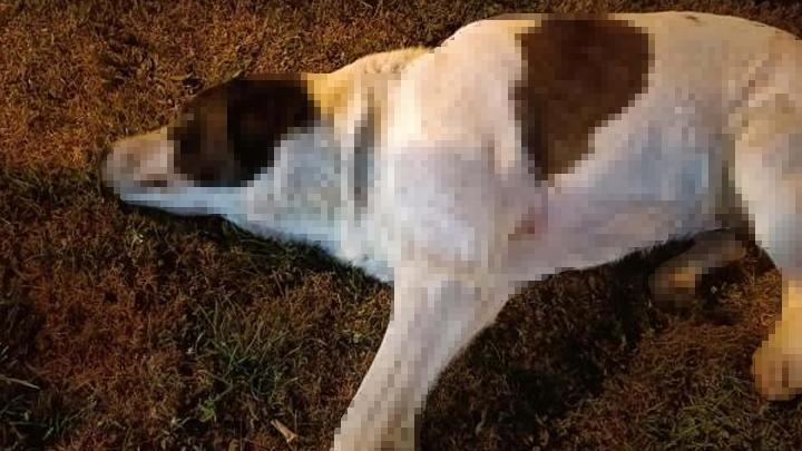 i̇zmir'de 11 köpek zehirlenerek öldürüldü! soruşturma başlatıldı