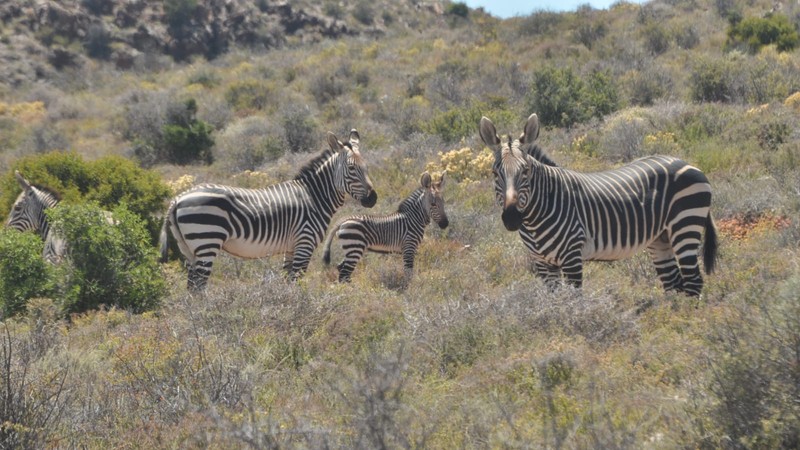 rare birth celebrated as cape mountain zebra foal brings hope for genetic diversity