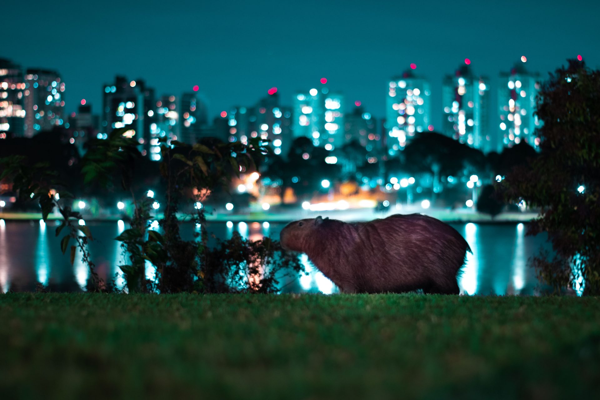 The capybara, an adorable animal going viral on social media