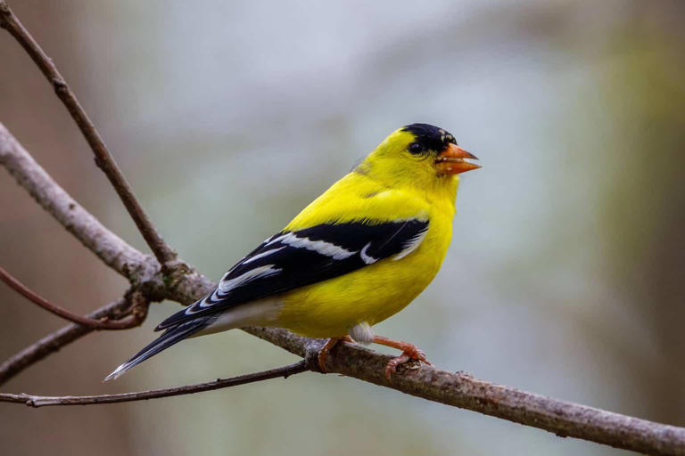 25 Birds With Yellow Heads: Exploring Nature’s Palette