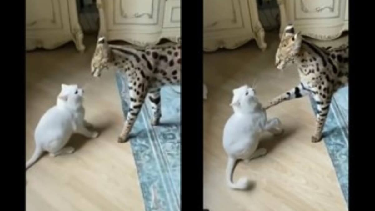 kot zaczepia serwala: reakcja dzikiego kota zbije was z tropu (video)
