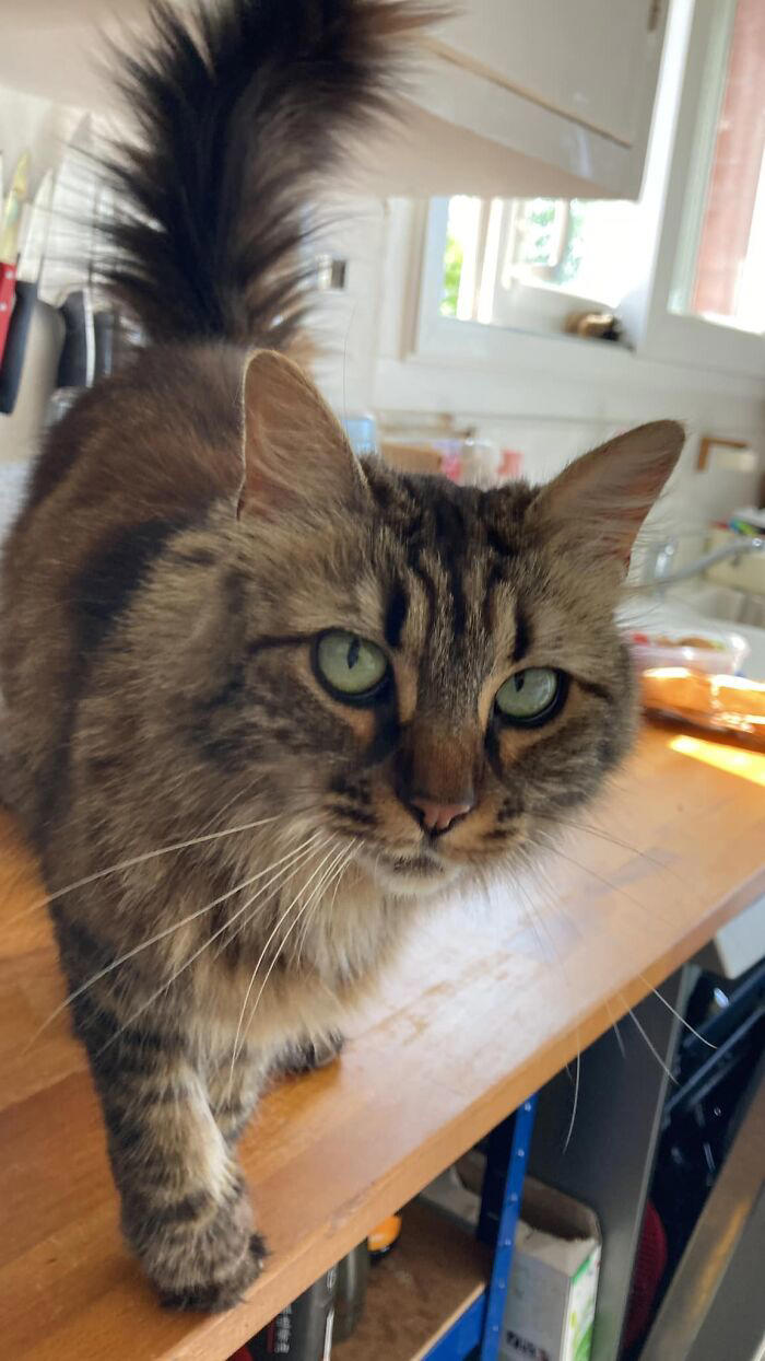 50 hilariously wholesome “my house, not my cat” moments