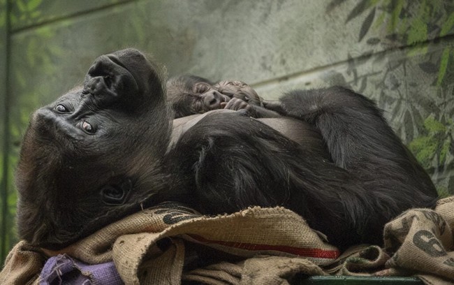 watch: critically endangered gorilla born in record-breaking 17-minute labour at london zoo