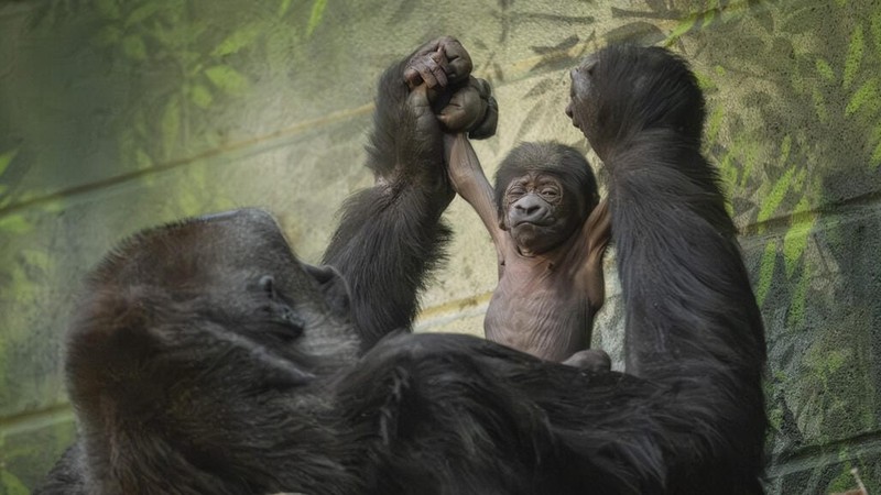 watch: critically endangered gorilla born in record-breaking 17-minute labour at london zoo
