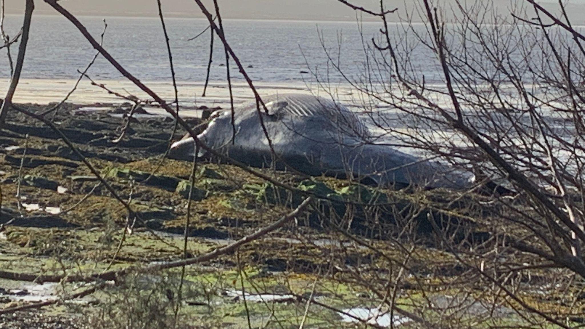 large whale discovered washed up on fife beach