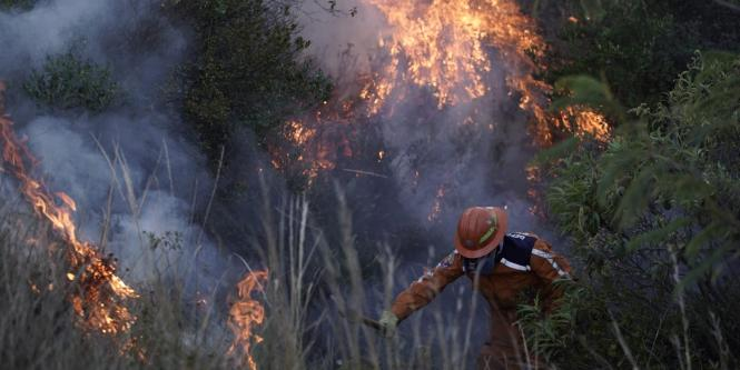 amazon, incendios han consumido 17.443 hectáreas del país