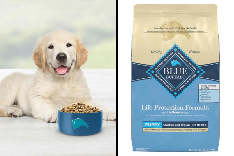 10 Best Puppy Foods for 2025 Expert for Your New Best