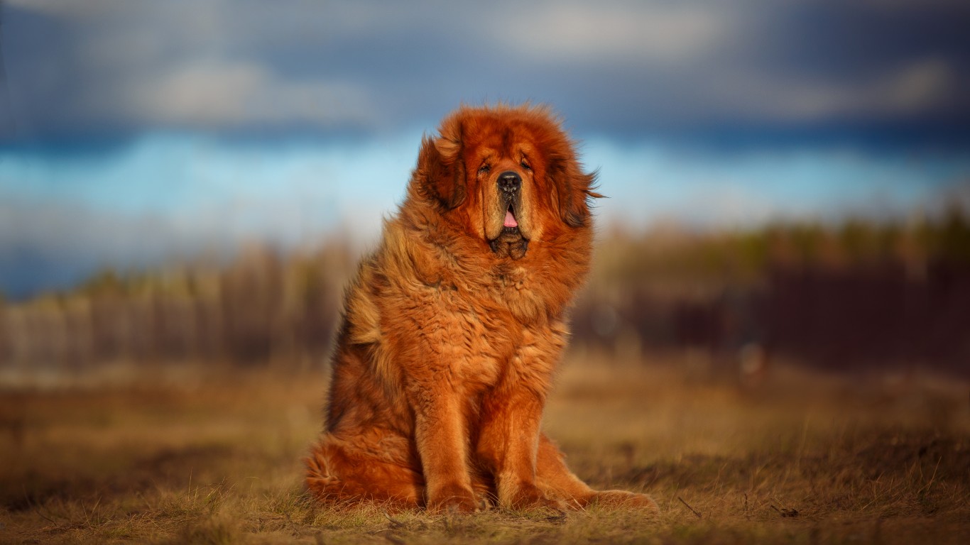 The 12 Most Expensive Dog Breeds