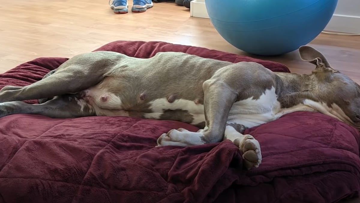 paar rettet pitbull vor euthanasie: es ahnt nicht, welche überraschung er für sie bereithält
