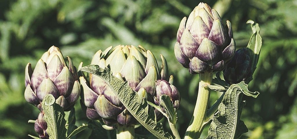 Artischocken kochen: So gelingt die Zubereitung