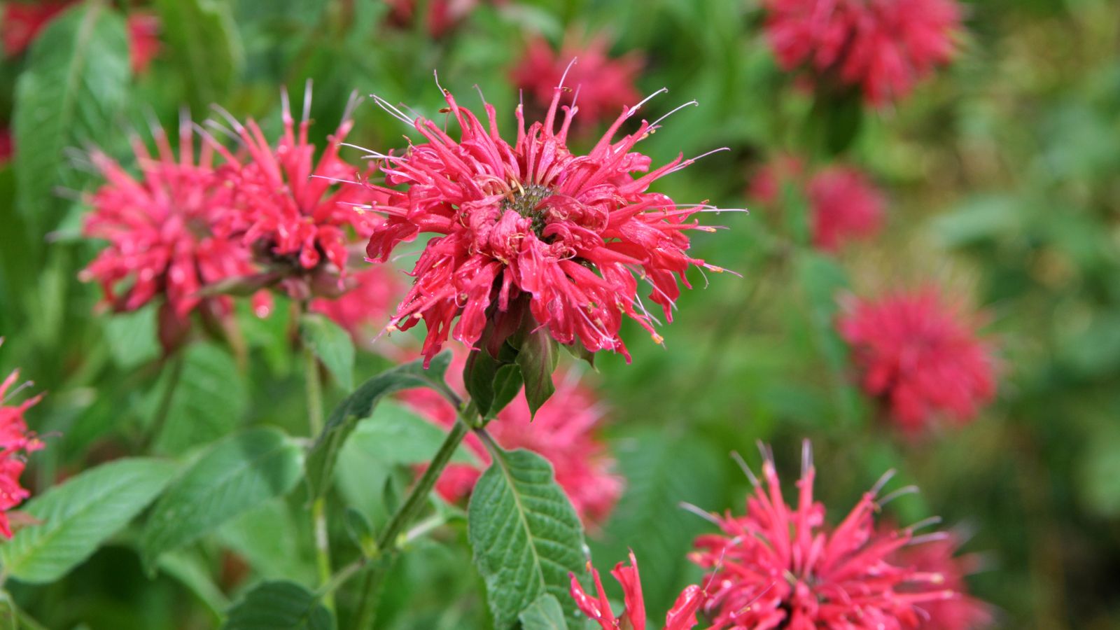 11 Stunning Companion Plants for Hibiscus