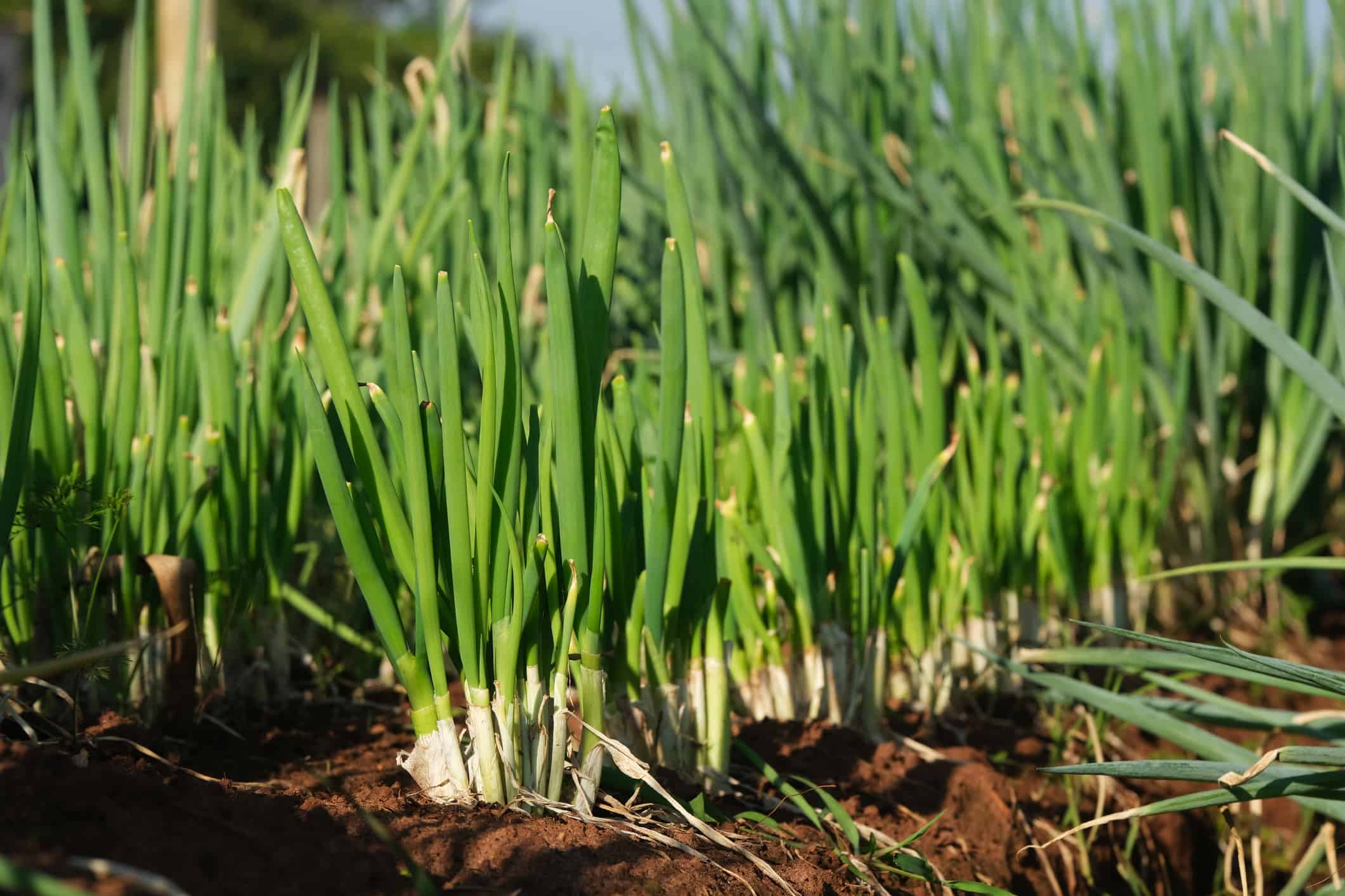 Smells that Attract Mice Like