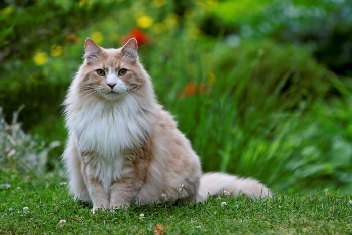 『優しい性格の猫』と言われる6つの品種 それぞれの特徴と、優しいがゆえに気をつけたい飼い方のポイント