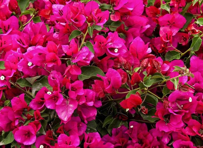 Top 10 Best Flowers for Growing in Pots