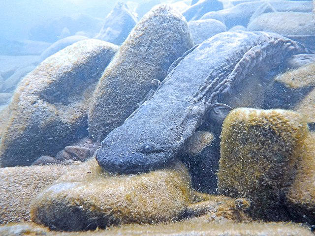 Eastern hellbender salamander found in West Virginia will not become ...