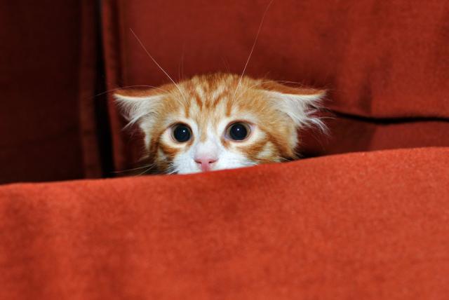 las ocho cosas que más asustan a los gatos: evítelas