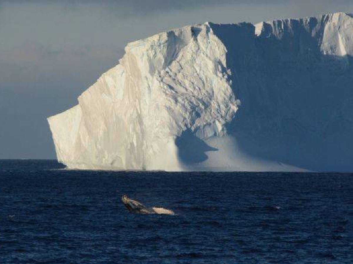 el titánico iceberg a23 continúa a la deriva; amenaza rutas de alimentación de animales