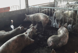 at least 150 hogs culled as asf hits southern leyte town