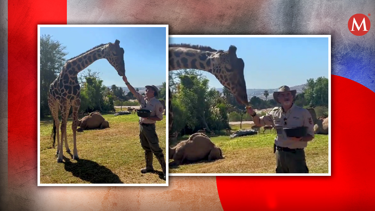 ¡benito explorador! jirafa empieza a conocer su nuevo hogar en africam safari | video