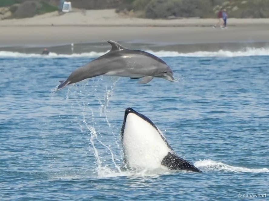 Dramatic Photos Show Orcas Hunting Dolphins Off SoCal Coast