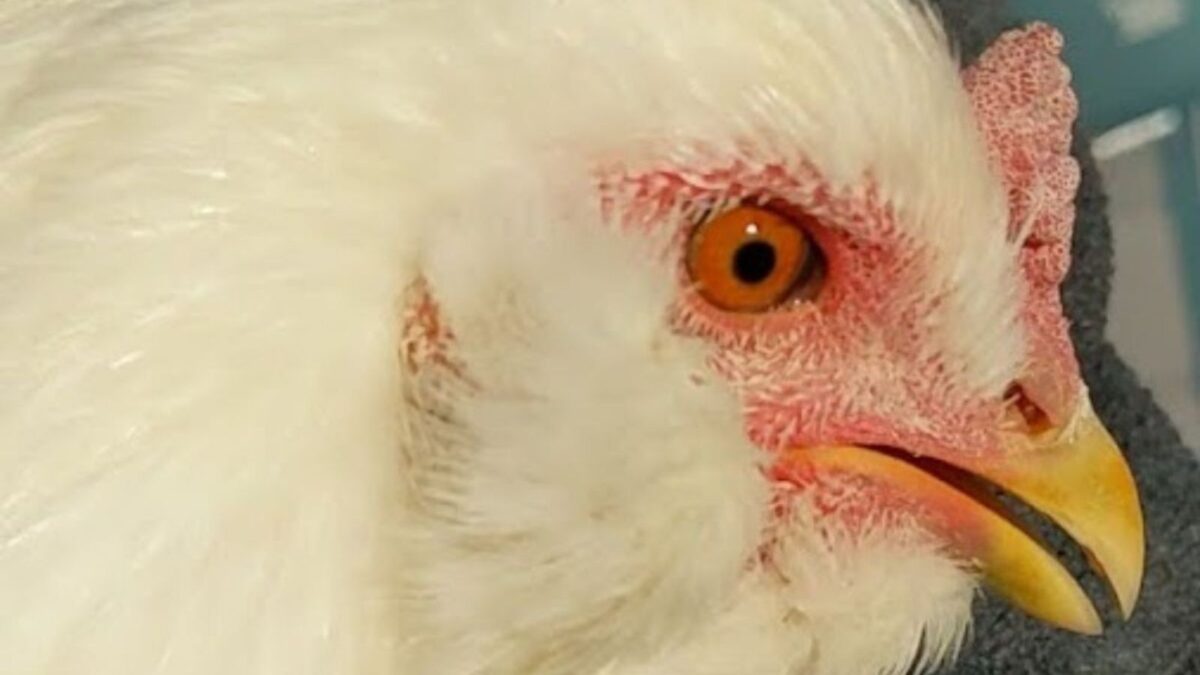 7 Common Diseases Of Backyard Chickens And What To Do When Your   BB1hjYxe.img