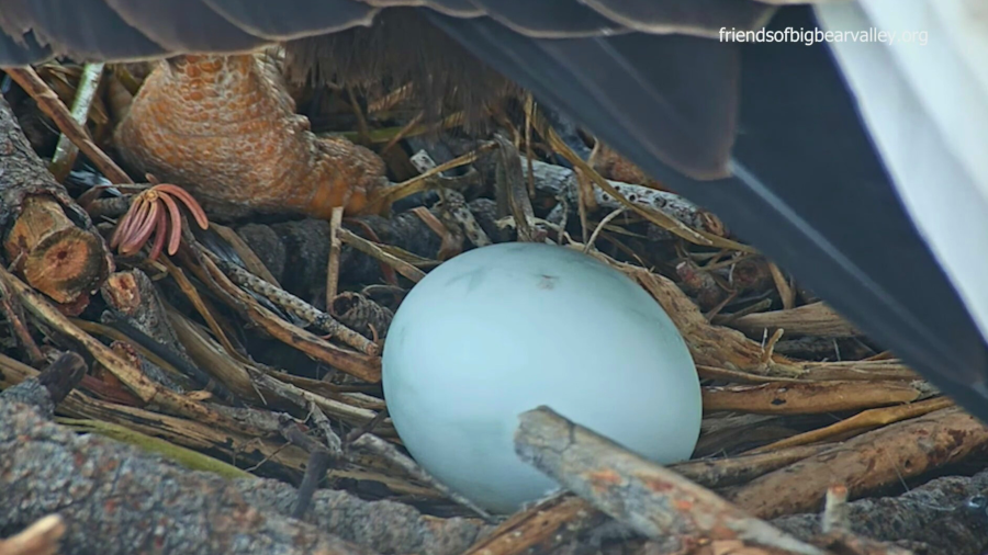 Famed Bald Eagles Jackie And Shadow Have 1st Egg Of Season: Live Nest Cam